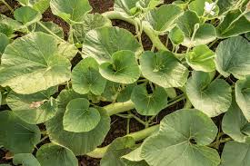 Saving cucuzza squash and okra seeds. How To Grow Italian Cucuzza Squash Gardener S Path