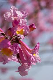 Image result for Handroanthus sp. near impetiginosus