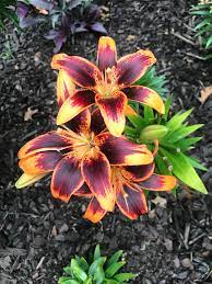 أصبحنا وأصبح الملك لله good⭐morning⭐to⭐all⭐the⭐friends⭐in⭐this⭐world⭐ oh comme c'est beau !#lilystarlette #flowers #wonderful#beautiful #إلا_رسول_الله#الا_رسول_الله_محمد. I Kept Seeing Posts With Starlette Lillies So I Ordered Some Bulbs 6 Weeks Ago And Planted Them Deer Feasted On 4 Of Them But The 5th Made It Gardening