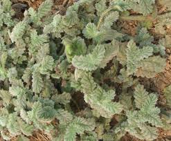 Image result for Coldenia procumbens