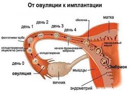 Inilah berbagai tanda tanda ovulasi yang paling akurat dan bisa diperhatikan untuk semua wanita. Embryo Implantasi 25 Gambar Tanda Tanda Implantasi Dalam Uterus Ovum Gejala Penyisipan Lewat Dan Awal Suhu Basal Dan Sensasi