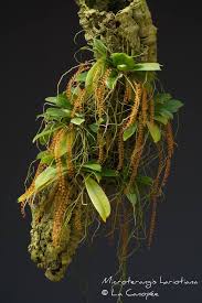 Image result for Chamaeangis