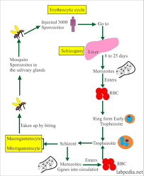 Plasmodium vivax is a protozoal parasite and a human pathogen. Malarial Parasite Part 4 Plasmodium Malariae Mp Labpedia Net