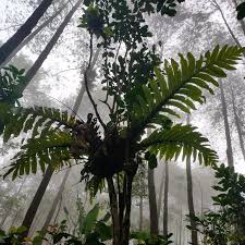 Image result for Drynaria volkensii