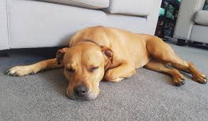 Maybe you would like to learn more about one of these? Tlc Pet Home Care Services Home Facebook