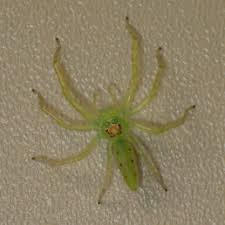 Spiders In Tennessee Species Pictures