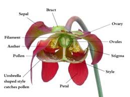 Not only does the flower contain the sexual parts necessary for reproduction, they are also like flashy roadside billboards advertising a rich supply of nectar and pollen ready and waiting. Flower