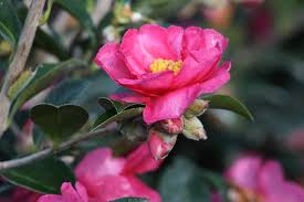 Shishi gashira is without a doubt one of the finest fall and winter blooming camellias on the market. Shishi Gashira Camellia