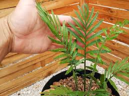Image result for Encephalartos villosus
