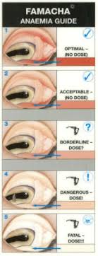 36 High Quality Goat Parasite Chart