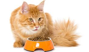 Mèo Maine Coon