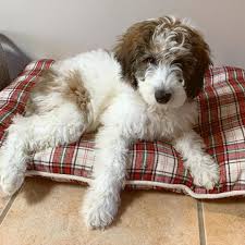 They can retain their herding instincts with young children; 330 Sheepadoodles By Design Ideas Design Sheepadoodle Panda Dog