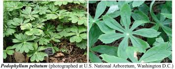 Image result for Synadenium cupulare