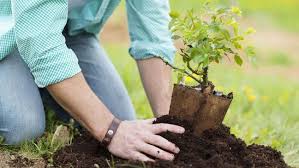 Autumn Replanting 6 Things You Should Know Before You Move Your Plants Bt