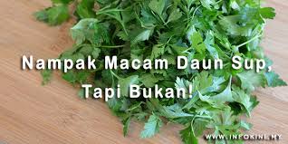 Dari segi rasa, rasa daun ketumbar lebih menyengat dari daun sup. Berkesan Guna Daun Ajaib Ini Dalam 2 Hari Berat Badan Anda Akan Hilang 5kg