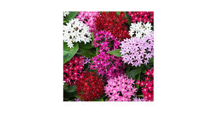Image result for Pentas schumanniana