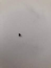 Kleine Schwarze Kafer In Meiner Wohnung Insekten