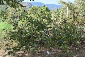 Image result for Gossypium barbadense
