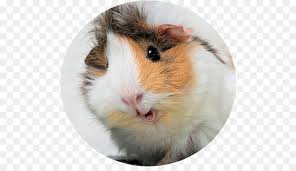 Angry birds pig download image. Hamster Background