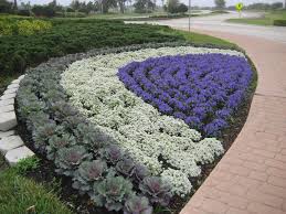 Pansies Sweet Alyssum Cabbage Fall Container Gardens Landscape Summer Plants