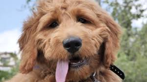 Read reviews from world's largest community for readers. How To Train A Golden Doodle With An E Collar Puppy Training Distance Distraction Duration Youtube