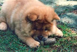 Intuitive fred888: Chow Chow - Wikipedia