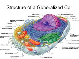 Vacuole Model Bing Images Human Anatomy And Physiology Human Cell Diagram Anatomy And Physiology