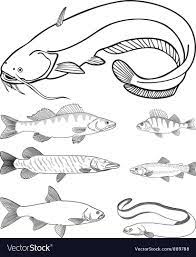 Vector Drawing Catfish Zander Perch Pike Trout Eel Asp Download A Free Preview Or High Quality Adobe I Fish Vector Vector Background Pattern Vector Free