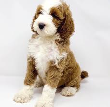 We offer a 2 year health guarantee against hereditary issues without nonsense strings attached, and we are available for guidance after you take your goldendoodle or sheepadoodle home.puppies go home with a large ll bean tote bag, collar, toys, a litter blankie, first shots. Goldendoodle Puppies For Sale Family Raised By Shelbys Goldendoodles