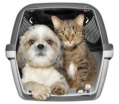 When you need to ship a dog, cat or any other animal around australia or internationally, it can get complicated. International Pet Transport Service Relocate Your Pets Safely Animals Away