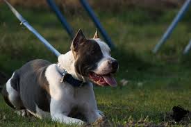 We did not find results for: Boomer Sein Leben Mit Den Malinois Doggen Und Terrier