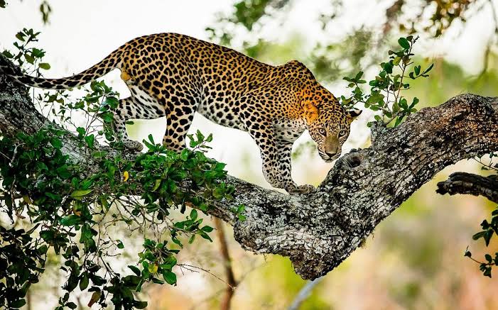 Wildlife Safaris