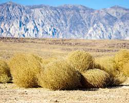 It looks kind of like bones. Everything You Need To Know About Tumbleweeds Lawnstarter