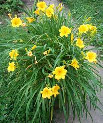 Check spelling or type a new query. 36 Lilejnik Foto Ideas Day Lilies Plants Daylilies