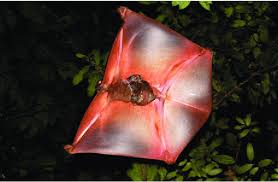 Nikki and brie love colugo. Sunda Colugo Source National Geographic News Download Scientific Diagram