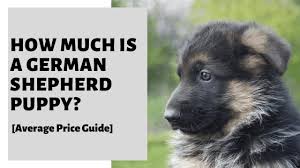 The german shepherd is exceptionally trainable and works well as a police, guide, search, rescue. How Much Is A German Shepherd Puppy Average Price Guide