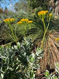 Image result for Senecio