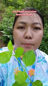 Yedi Chandra Ggb (@edy.chandra.9066389) • Facebook