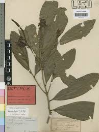 Image result for Ouratea andongensis