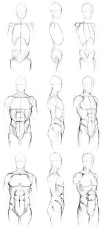 The root is attached to the abdominal and pelvic wall. Basic Male Torso Tutorial By Timflanagan On Deviantart