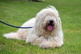 Komondor Dog Breed Information, Facts, Pictures and More