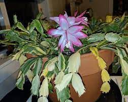 Misting the leaves a few times a month is recommended if the plant has been positioned in a dry environment (think that naturally they come from shady, dank and. Variegated Schlumbergera Christmas Cactus Exotica By Lisaplantshop Christmas Cactus Christmas Cactus Care Cactus House Plants