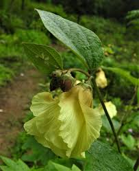 Image result for Azanza lampas