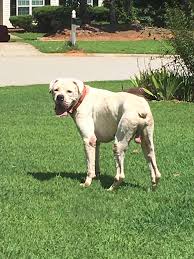 roaming white american bulldog monroe your local news monroe local news