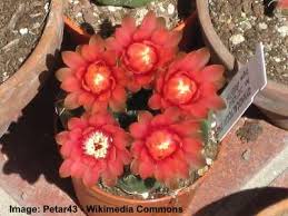 Cacti are xerophytic plants, meaning they are physiologically and morphologically adapted to coping with the extreme water deficiencies of dry habitats, such as deserts. 14 Types Of Cacti For Indoors And Outdoors Including Pictures