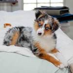 Australian Shepherd - Wikipedia