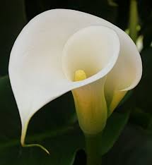 The Calla Lily Alcatraz Evokes Fond Memories Of Mexico Calla Lillies Calla Lily Beautiful Flowers