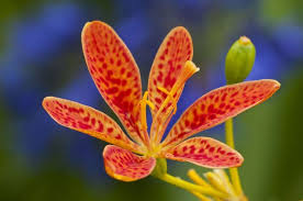 Bakung putih atau bakung (crinum asiaticum). Intip 6 Fakta Unik Tentang Bunga Lili Yang Mungkin Anda Abaikan Okezone Travel