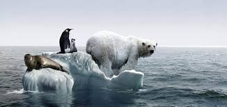 Image result for global warming photos