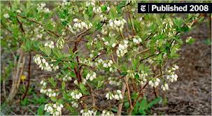 These delicious native berries are picked late july to early september in wild blueberries are found mostly on hilly and rocky terrain. A Sisterly Rivalry Leads Directly To Pies The New York Times